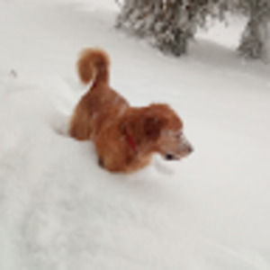 Meet your Posher, Lesia